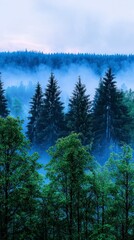 Canvas Print - Misty Forest Landscape with Coniferous Trees and Distant Mountains