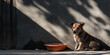 © Yuliya - Dog waiting for to be fed near a bowl