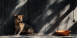 © Yuliya - Dog waiting for to be fed near a bowl
