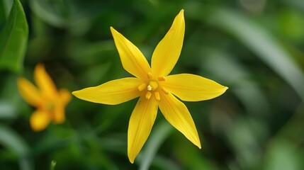 Canvas Print - Vibrant yellow flower blooming amidst lush green foliage, showcasing nature's beauty in a serene garden setting