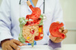 © Pakawadee - Digestive system with stomach and intestine, Asian doctor holding human anatomy model for study diagnosis and treatment in hospital.