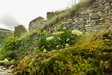 Wall Mural - ancient 12th century Beckov Castle in Slovakia. White flowers against the ruined castle wall.