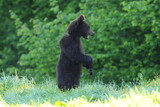 Niedźwiedź brunatny, (Ursus arctos), brown bear