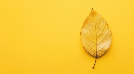leaf one isolated dry yellow winter background