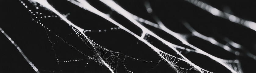 Close-up view of a spiderweb showcasing intricate details with halftone texture