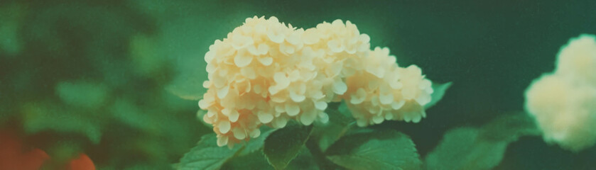 Fototapete - Dense cluster of small flowers creates an elegant bloom with halftone texture