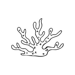 Wall Mural - Irish sea moss hand drawing