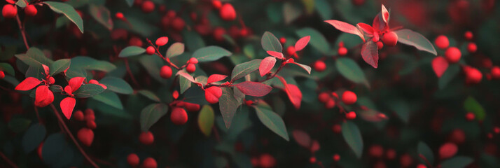 Fototapete - Delicate scarlet rays shine through vibrant green leaves at sunset