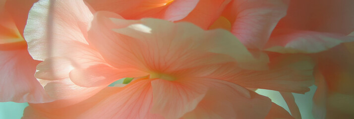 Fototapete - Elegant begonia petals in soft sunlight highlighting delicate textures and colors
