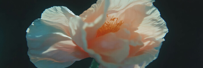 Fototapete - Tiny poppy blooms showcase delicate beauty in a close-up view during blooming season