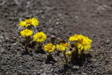 Wall Mural - Tussilago farfara, commonly known as coltsfoot is a plant in the groundsel tribe in the daisy family Asteraceae. Flowers of a plant on a spring sunny day