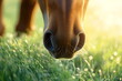© utaem2022 - Chestnut horse smelling green grass in warm sunlight close up