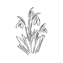 Poster - Snowdrops flower continuous line art drawing style. Snowdrop line sketch. Spring concept.