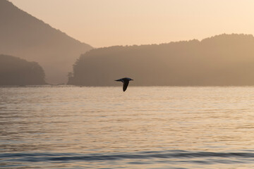 Wall Mural - flying seagull with fog on the sea in the morning