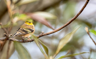 Female American goldfinch perched on a tree branch looking at the camera.