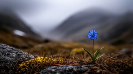 Canvas Print - A solitary blue flower emerges from rocky terrain, surrounded by soft moss and the blurred backdrop of misty mountains, This serene image can be used for nature-themed projects, personal blogs