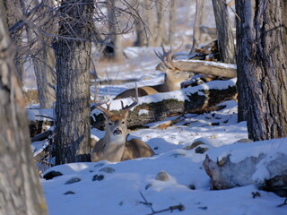 Wall Mural - deer in the woods, White-tailed Deers