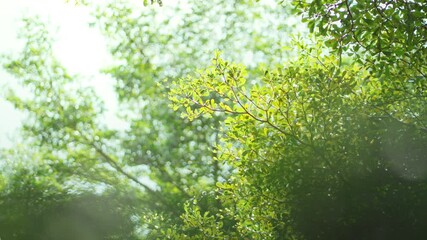 Wall Mural - A Green leaves of tree in spring public park, Bright green trees leaves with bokeh in morning