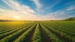 © Jelena - Vast Soybean Farm Agricultural Field under a Blue Sky Background
