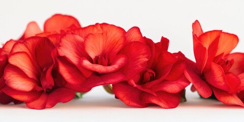 Canvas Print - A group of red flowers sitting on a white surface, great for beauty, design, or decoration