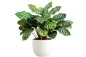 Wall Mural - A small potted plant with green and white striped leaves, perfect for decoration or gift