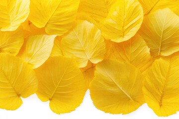 Sticker - A collection of yellow leaves scattered on a clean white surface