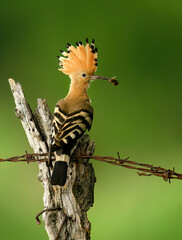 Wall Mural - eurasian hoopoe bird in early morning light ( upupa epops )