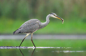 Wall Mural - gray heron bird ( ardea cinerea )