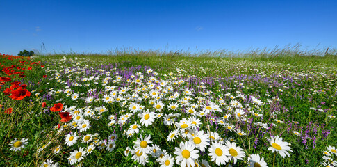 Wall Mural - Beautiful summer day over meadow full of flowers