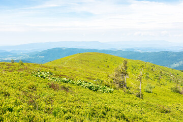 Wall Mural - green meadow in carpathian mountain landscape. outdoor adventure. alpine scenery with tree among lus