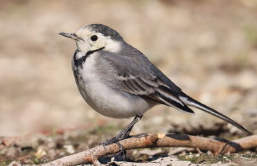 Wall Mural - White Wagtail, Motacilla alba, birds of Montenegro	