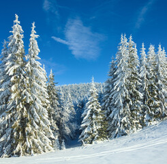 Wall Mural - Winter calm mountain landscape with rime and snow covered spruce trees and snowfall