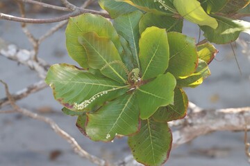 Wall Mural - Foliage and flowers of a sea almond, Terminalia catappa