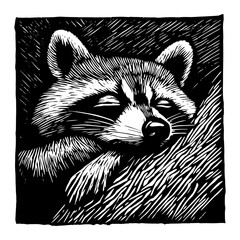 Wall Mural - black and white vector illustration of a resting raccoon, drawn in vintage engraving style with detailed woodcut texture