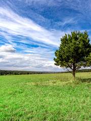 Wall Mural - Tree stands in a field of grass