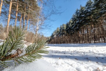 Canvas Print - Pine Tree Snow Close Up