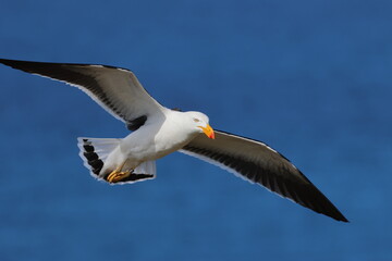 Poster - pacific gull