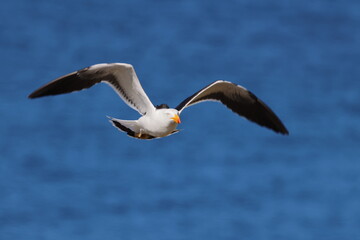 Poster - pacific gull