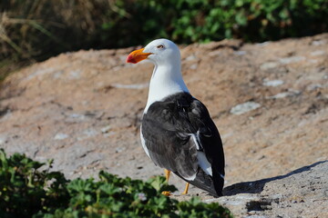 Poster - pacific gull