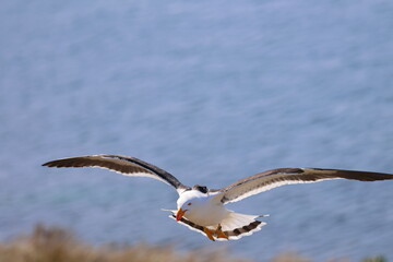 Poster - pacific gull