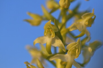 Poster - white orchid