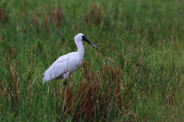 Poster - royal spoonbill