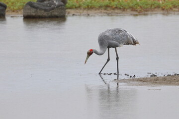 Wall Mural - brolga