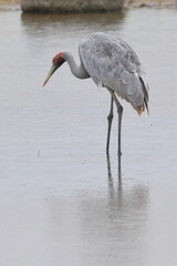 Wall Mural - brolga