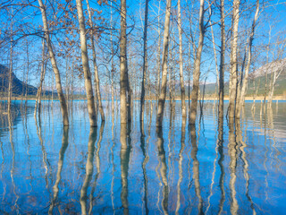 Wall Mural - birch forest in turquoise water. abraham lake. natural scenery in fall time. mountain lake and trees