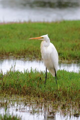 Poster - great egret