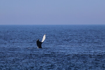 Wall Mural - diving humpback whale