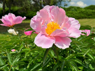 Wall Mural - Beautiful Peony flower with pink petals and yellow core.