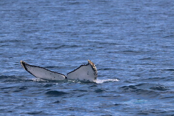 Wall Mural - humpback whale