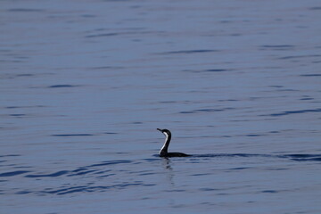 Wall Mural - cormorant